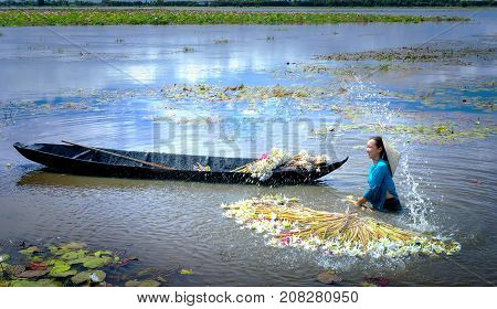 Long An, Vietnam - September 24th, 2017: Farmers are cleaning lilies after harvest under swamps in flood season to bring the agricultural fair trade generate income for families in Long An, Vietnam