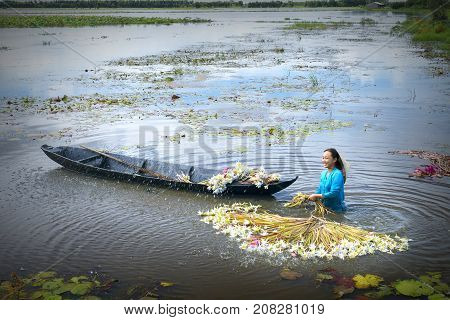 Long An, Vietnam - September 24th, 2017: Farmers are cleaning lilies after harvest under swamps in flood season to bring the agricultural fair trade generate income for families in Long An, Vietnam