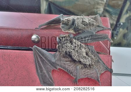 A close up of the small bat before mirror.