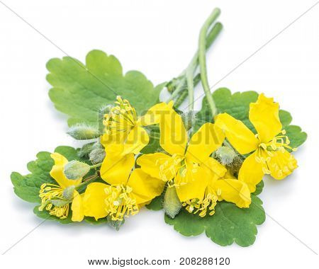 Greater celandine flower, swallowwort isolated on white background.