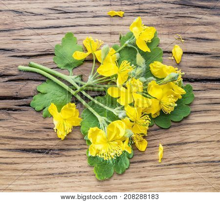 Greater celandine flower, swallowwort on the wooden background.