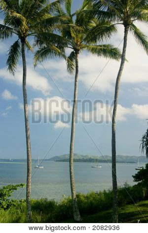 Tripple Palm 1 A