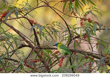 Golden-naped Barbet bird in green azure blue perching on Orange wild Rhea tree at Kinabalu Park, endemic to island of Borneo Malaysia (Psilopogon pulcherrimus)