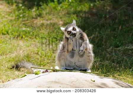 Madagascaran  Ring-tailed Lemur (Lemur catta) feeding
