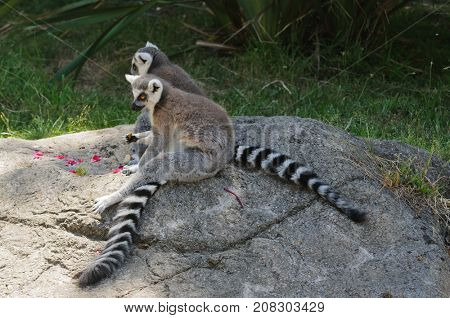 Madagascaran  Ring-tailed Lemur (Lemur catta) feeding