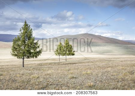 larch trees in a northern Mongolian landscape