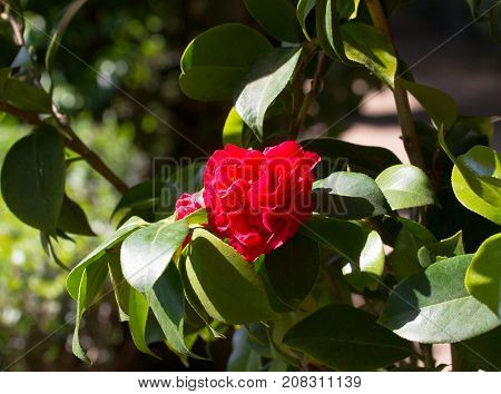Bud camellia flower. Camelia japonica in botanical gaden, Spain.