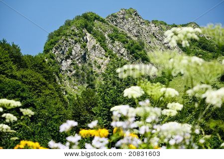 Bergstoppen bland blommorna