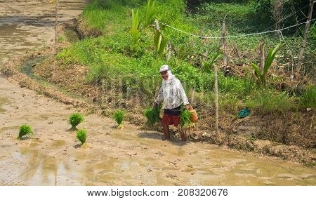 Dauin Philippines - 9 June 2017: Woman planting rice in marsh field. Traditional rice growing in paddle. Asian farmer planting rice. Rice paddle with green grass. Eco food farming. Asia travel photo