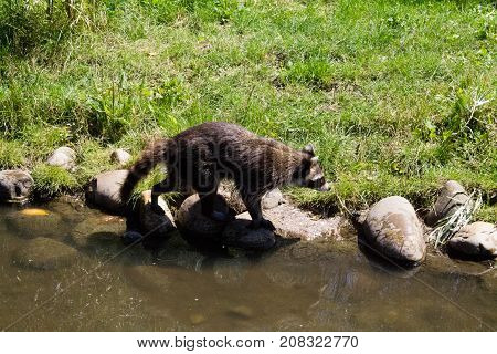 Raccoon walking on stones at the side of a lake