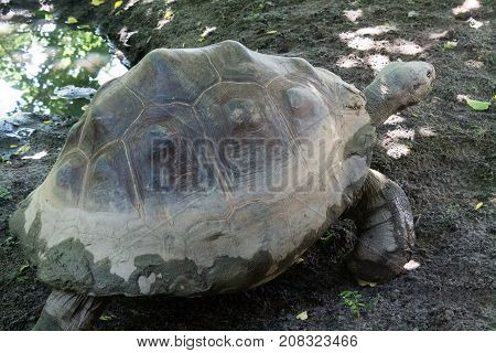 Walking  tortoise in the park of Netherland