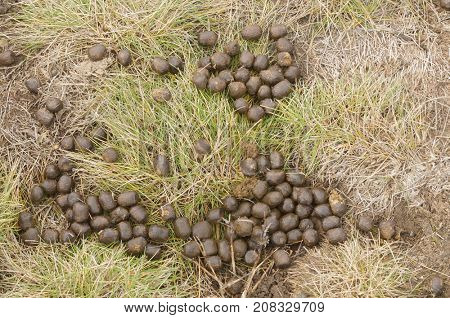 Elk excrement, scat, shit