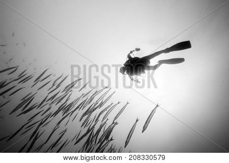 Black and white picture of underwater scuba diver and school of fish