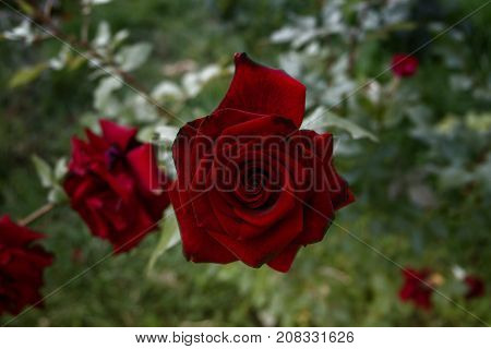 Red garden rose. Red rose on a green background. Red rose. Rose. Rose background. Romantic background. Rose style. Dramatic rose.