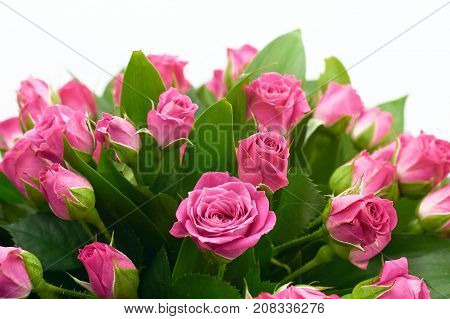 bouquet of roses on white screen pink naturebackground beauty flower