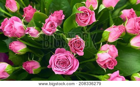 bouquet of roses on white screen pink naturebackground beauty flower