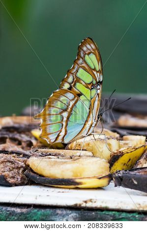 Close-up on Malachite butterfly, Siproeta stelenes biplagiata - Costa rica