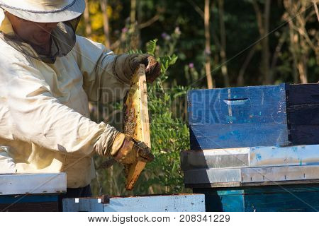 Beekeeper honey production and the bees keeping