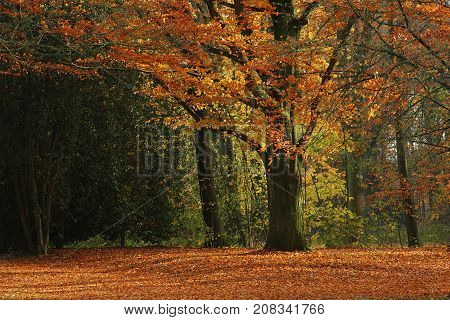 Autumn forest. Tree in city park in Hamburg.