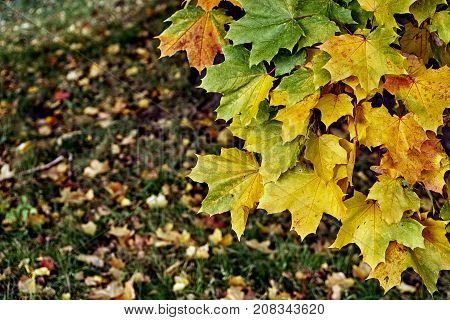 Autumn landscape with multicolored maple leaves growing on the tree against fallen leaves lying on the grass on the background