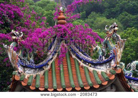Bougainvillea On Top Of Dragon Roof Xiamen, China