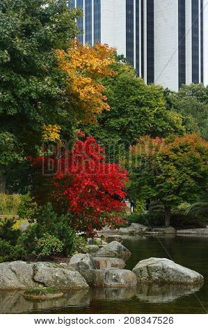 Park of Hamburg. Autumn colorful leaves in a Japanese garden in Hamburg.