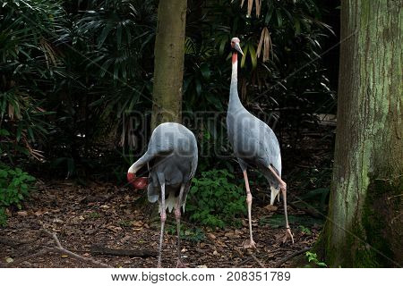 Two Sarus crane (Grus antigone) in a jurong birds park.