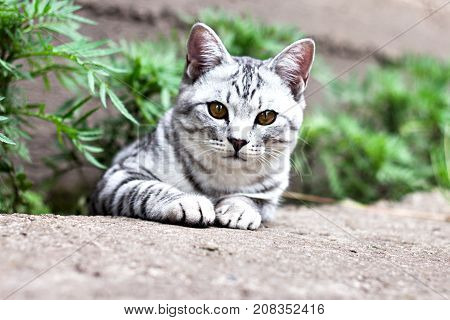 Cat Sit In Green Grass On The Summer Garden Background