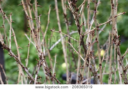 Interlacings of branches of gooseberry bushes with prickly thorns on blurred background with fallen apples an autumn time