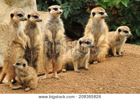 Group Of Suricata Animals