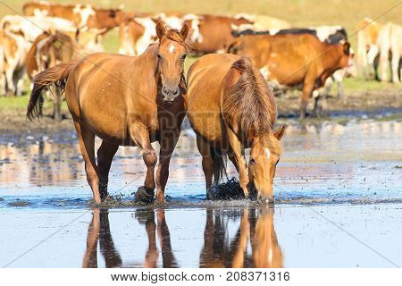 Two wild sorrel horses drinking water on watering place
