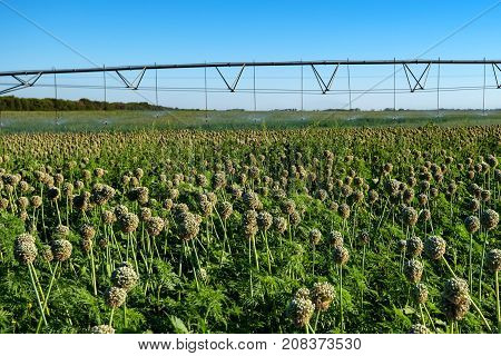 Green field with drip irrigation system hanging above it against blue sky