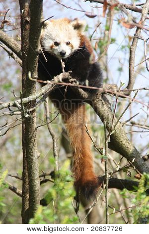 Panda červená