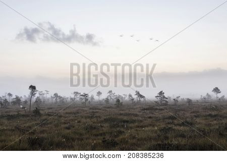 The sun Latvia.Dunikas swamp and mist rises