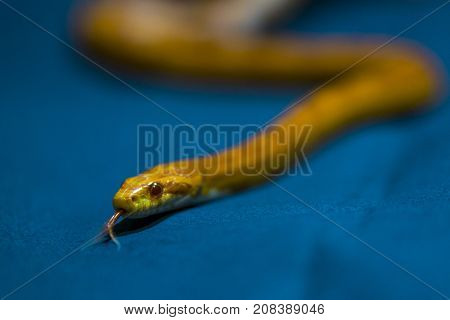 Yellow striped snake on dark-blue background rare