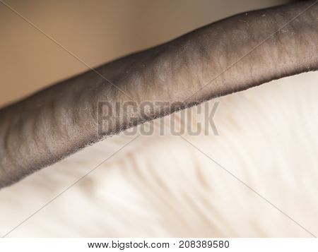 oyster mushrooms as a background. close-up . In the park in nature