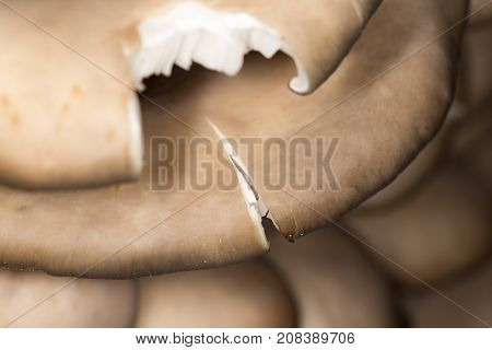 oyster mushrooms as a background. close-up . In the park in nature