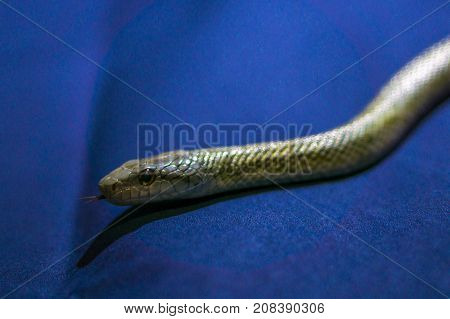 Yellow striped snake on dark-blue background rare