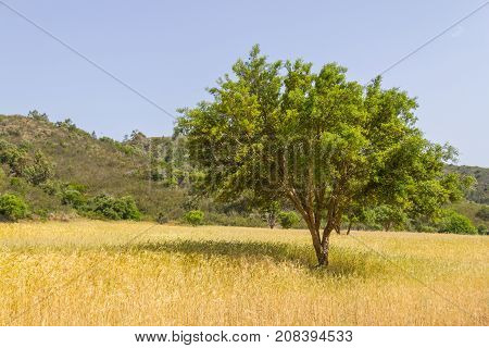 Cork Tree In A Farm In Aljezur