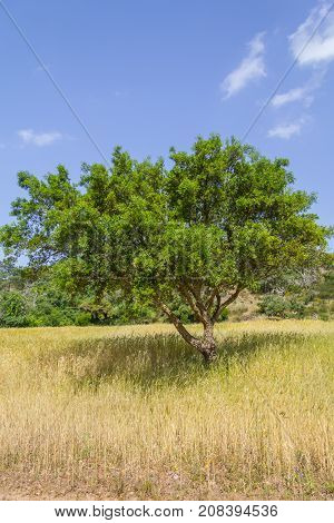 Cork Tree In A Farm In Aljezur