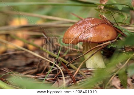 Edible mushroom Slippery Jack (Lat. Boletus luteus)