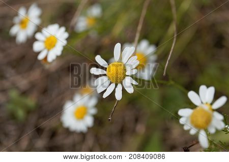 False Mayweed (tripleurospermum Maritimum)