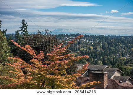 A view of autumn leave and Mount Rainier in Burien Washington.