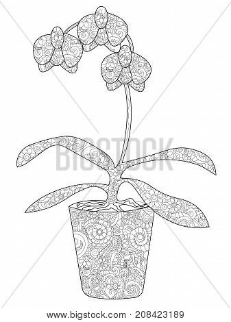 Flower orchid in a pot coloring book for adults raster illustration. Anti-stress coloring for adult. Zentangle style. Black and white lines. Lace pattern feline