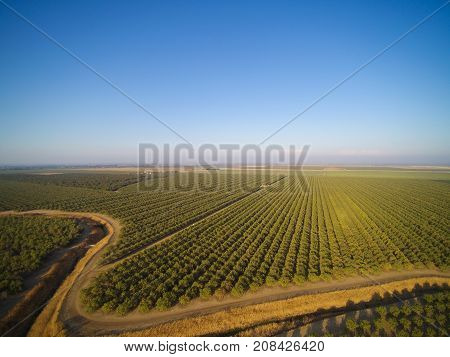 Beautiful Aerial View Of Large Almond Orchard