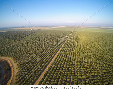 Beautiful Aerial View Of Large Almond Orchard