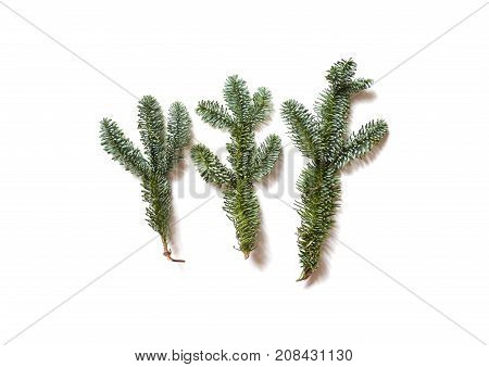 spruce branches on a white background. isolate. for New Year's collage