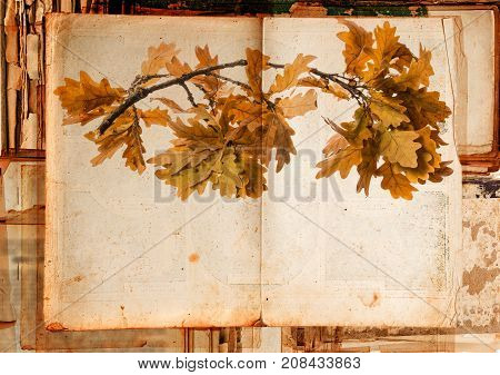 old book - with autumnal branch on old paper texture in detail