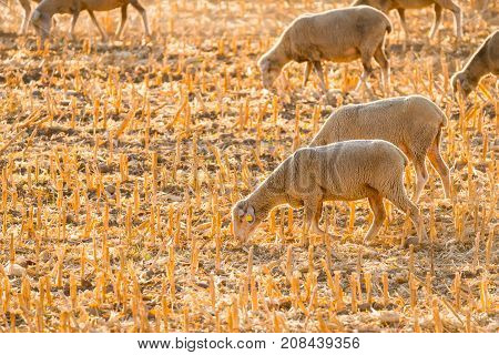 Little lambs grazing on the field. Badajoz Extremadura