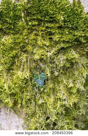 macro shot showing some green moss and ivy leaf